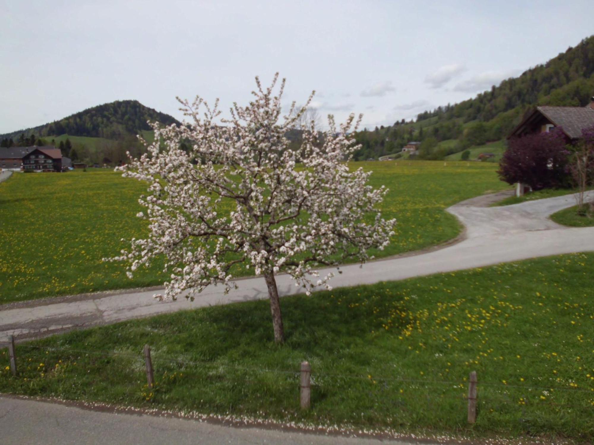 Ferienwohnung Annele Hittisau Eksteriør billede